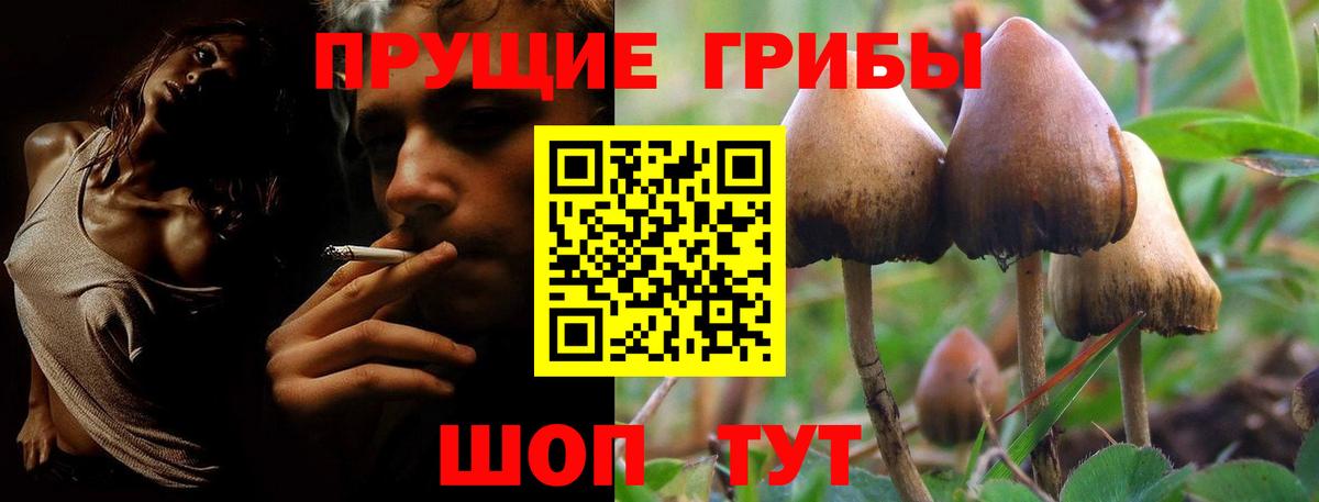 Псилоцибиновые грибы Psilocybe  Вход с VPN  Карачаевск 